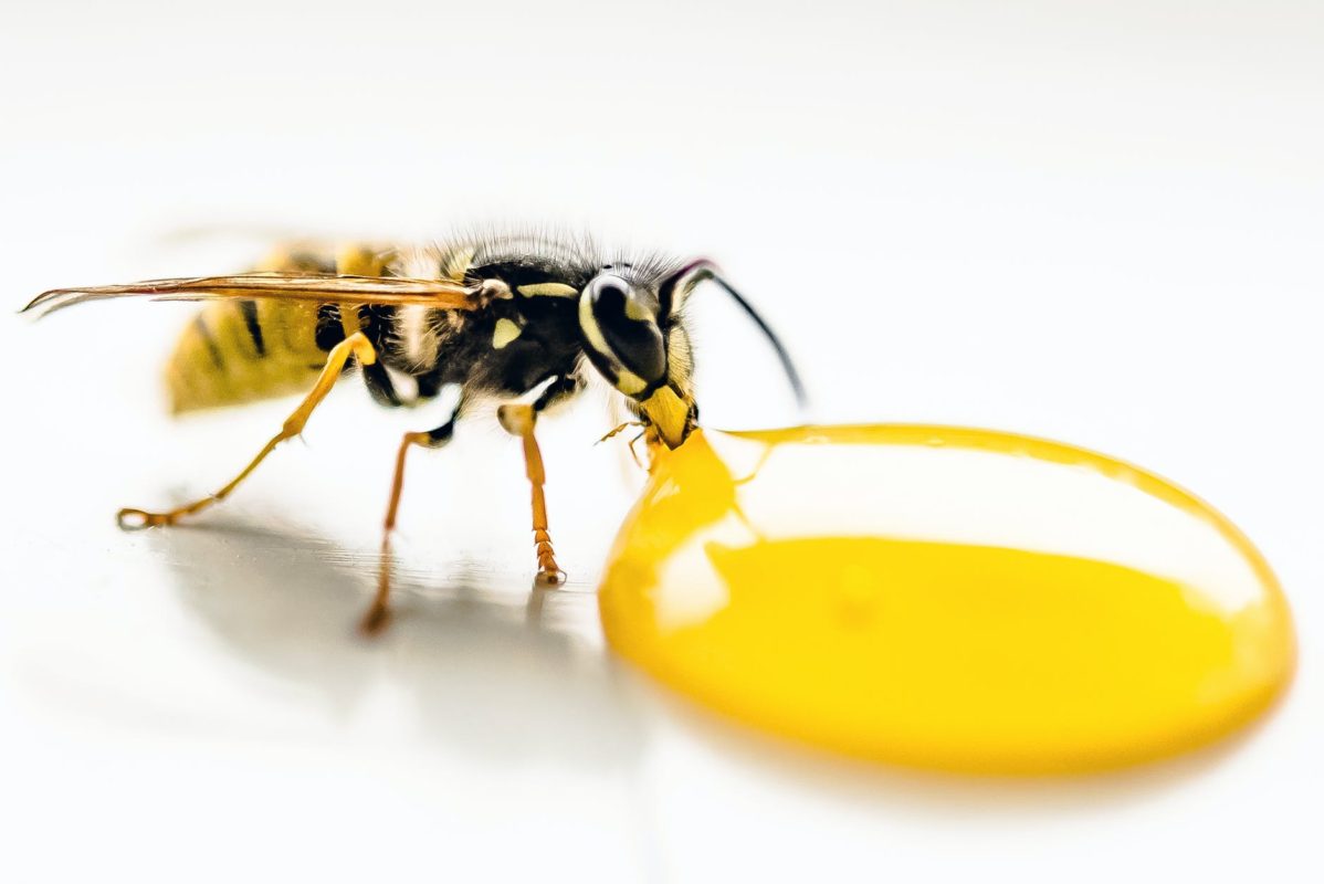 pest control bee