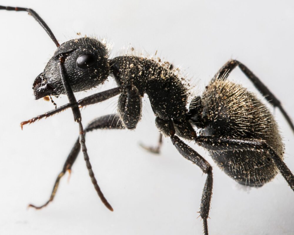 Close-up macro photo of a black ant, representing HK Pest Control ant extermination services in Dallas